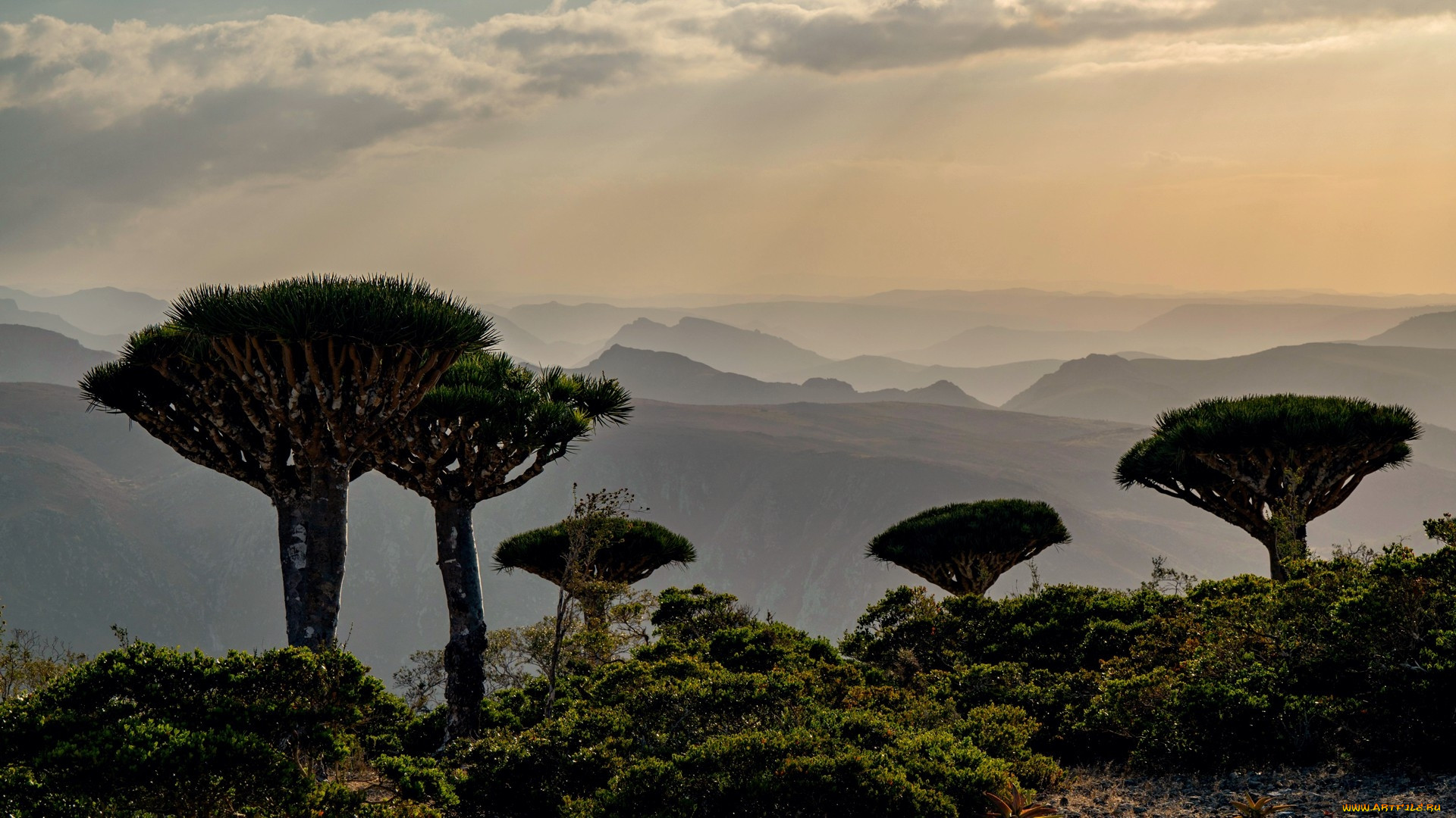 sunrise in socotra island, yemen, , , , sunrise, in, socotra, island